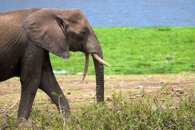 Amboseli elephant, Kenya Safari